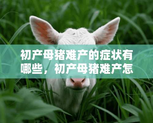 初产母猪难产的症状有哪些，初产母猪难产怎么办？