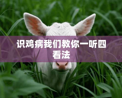 识鸡病我们教你一听四看法