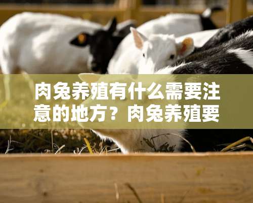 肉兔养殖有什么需要注意的地方？肉兔养殖要点