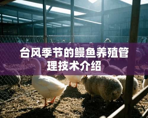 台风季节的鳗鱼养殖管理技术介绍