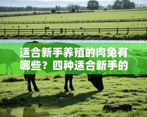 适合新手养殖的肉兔有哪些？四种适合新手的肉兔推荐