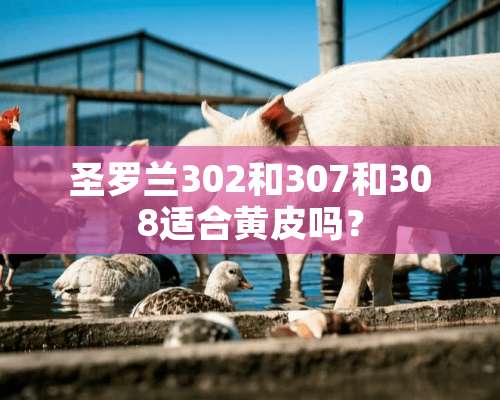 圣罗兰302和307和308适合黄皮吗？