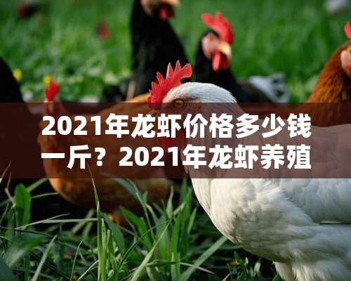 2021年龙虾价格多少钱一斤？2021年龙虾养殖前景如何？