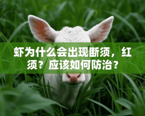 虾为什么会出现断须，红须？应该如何防治？