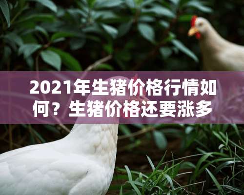 2021年生猪价格行情如何？生猪价格还要涨多久？