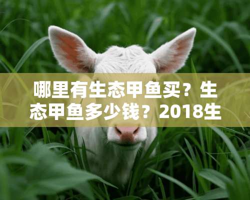 哪里有生态甲鱼买？生态甲鱼多少钱？2018生态甲鱼最新报价