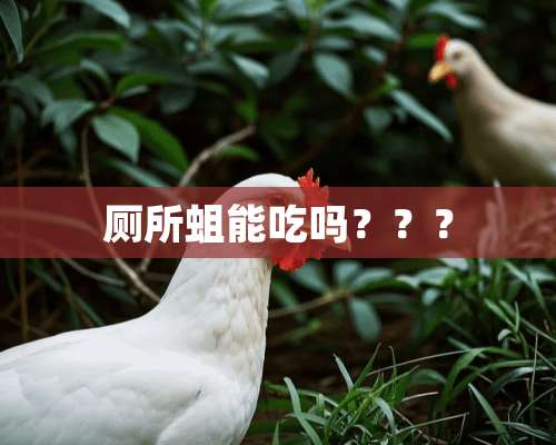 厕所蛆能吃吗？？？