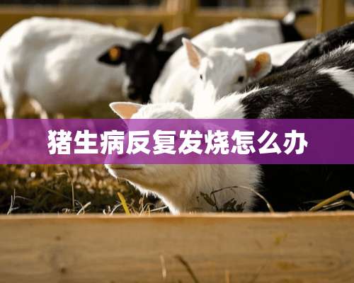 猪生病反复发烧怎么办