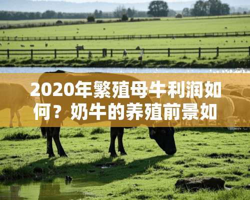 2020年繁殖母牛利润如何？奶牛的养殖前景如何？