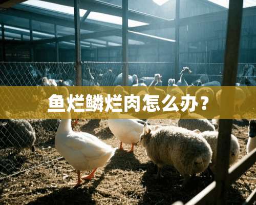 鱼烂鳞烂肉怎么办？