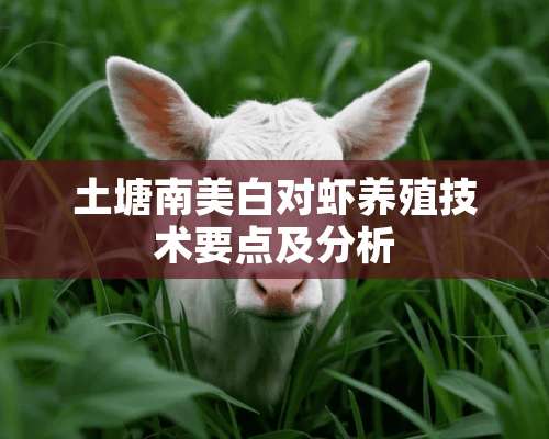 土塘南美白对虾养殖技术要点及分析