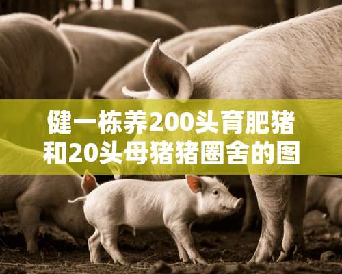 健一栋养200头育肥猪和20头母猪猪圈舍的图库