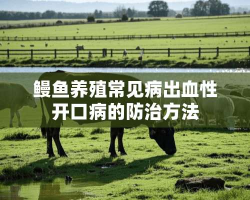 鳗鱼养殖常见病出血性开口病的防治方法