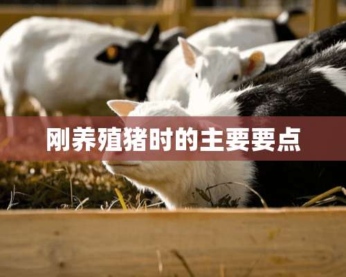 刚养殖猪时的主要要点