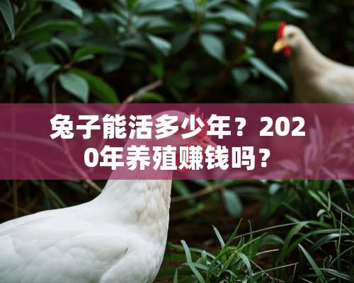 兔子能活多少年？2020年养殖赚钱吗？