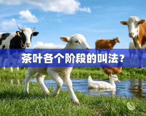 茶叶各个阶段的叫法？