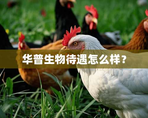 华普生物待遇怎么样？