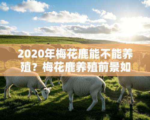 2020年梅花鹿能不能养殖？梅花鹿养殖前景如何？