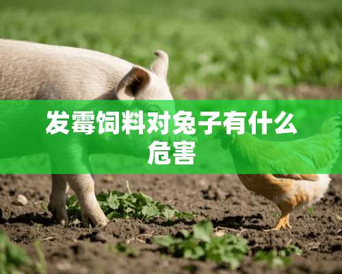 发霉饲料对兔子有什么危害