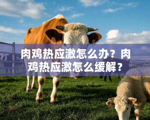 肉鸡热应激怎么办？肉鸡热应激怎么缓解？