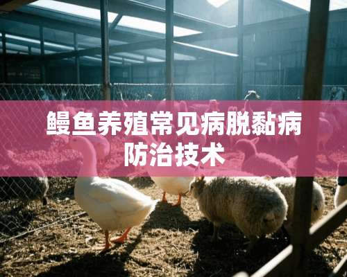 鳗鱼养殖常见病脱黏病防治技术