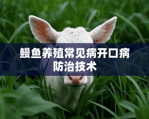 鳗鱼养殖常见病开口病防治技术