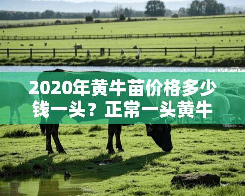 2020年黄牛苗价格多少钱一头？正常一头黄牛有多重？