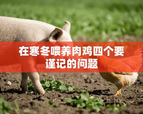 在寒冬喂养肉鸡四个要谨记的问题