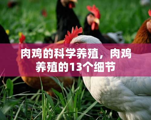 肉鸡的科学养殖，肉鸡养殖的13个细节