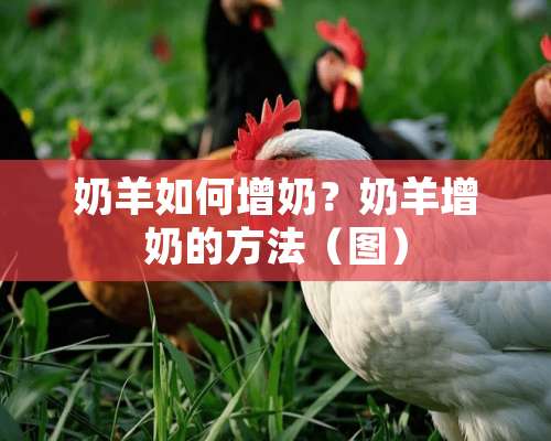 奶羊如何增奶？奶羊增奶的方法（图）