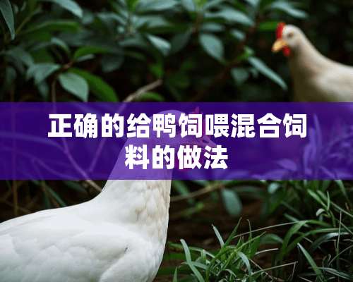 正确的给鸭饲喂混合饲料的做法