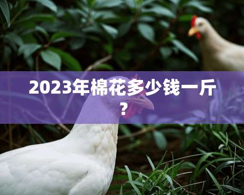 2023年棉花多少钱一斤？