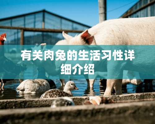 有关肉兔的生活习性详细介绍