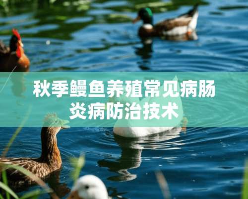 秋季鳗鱼养殖常见病肠炎病防治技术