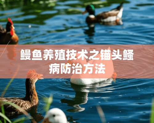 鳗鱼养殖技术之锚头鳋病防治方法