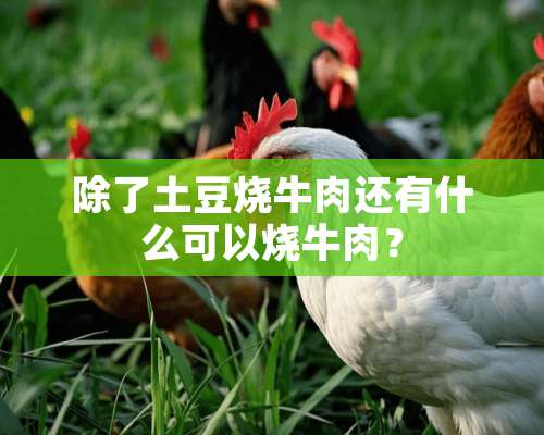 除了土豆烧牛肉还有什么可以烧牛肉？