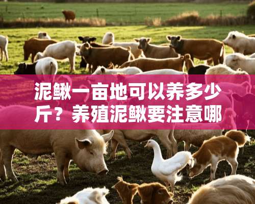 泥鳅一亩地可以养多少斤？养殖泥鳅要注意哪些养殖要点？