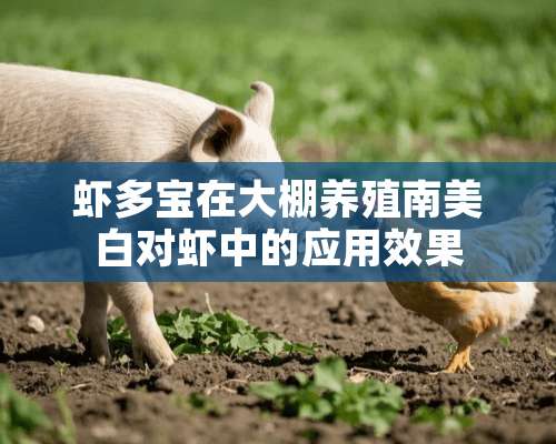 虾多宝在大棚养殖南美白对虾中的应用效果