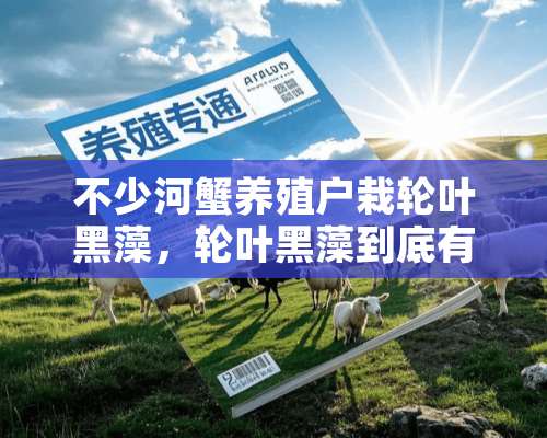 不少河蟹养殖户栽轮叶黑藻，轮叶黑藻到底有哪些特点？