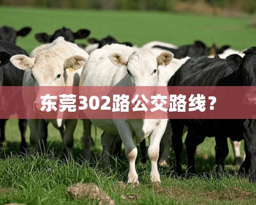 东莞302路公交路线？