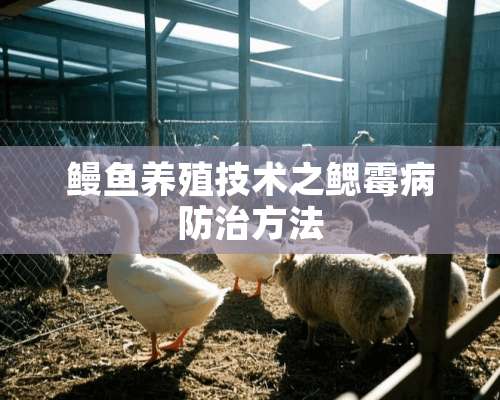 鳗鱼养殖技术之鳃霉病防治方法