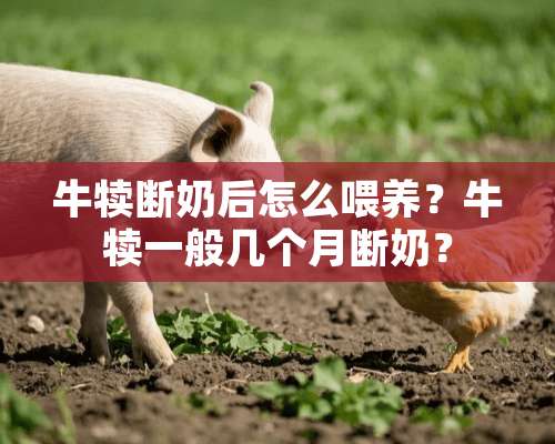 牛犊断奶后怎么喂养？牛犊一般几个月断奶？