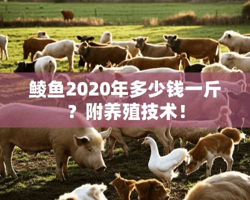 鲮鱼2020年多少钱一斤？附养殖技术！