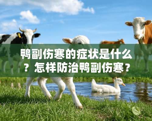 鸭副伤寒的症状是什么？怎样防治鸭副伤寒？