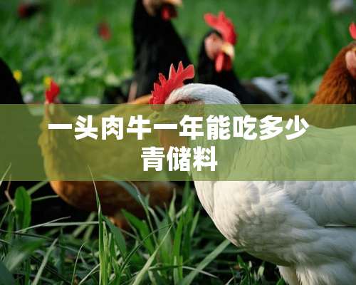 一头肉牛一年能吃多少青储料