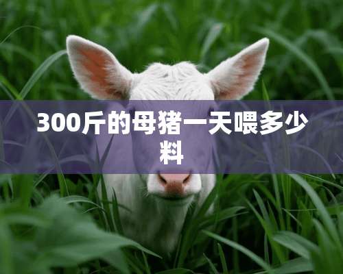 300斤的母猪一天喂多少料