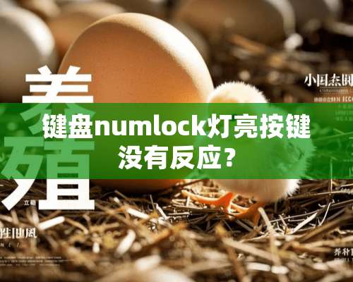 键盘numlock灯亮按键没有反应？