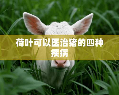 荷叶可以医治猪的四种疾病