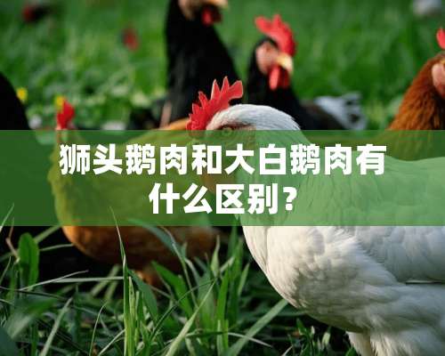 狮头鹅肉和大白鹅肉有什么区别？