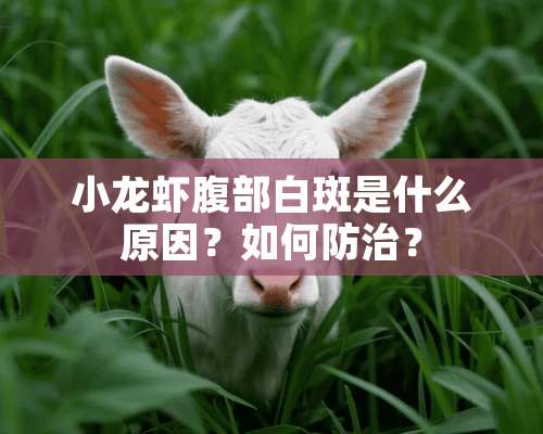 小龙虾腹部白斑是什么原因？如何防治？